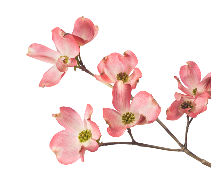 flower 1